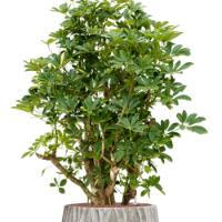 Schefflera arboricola 'Gold Capella' in Wave